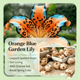 thumbnail image 4 of Lily Bulbs,Low Maintenance - Easy Grow - Ideal For Beds Borders, Plant Pots & Planters, 4 of 5
