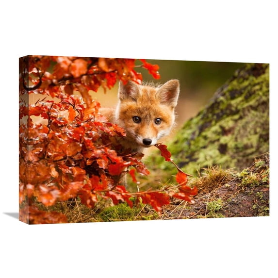 Global Gallery Robert Adamec,'Fox' Stretched Canvas Artwork