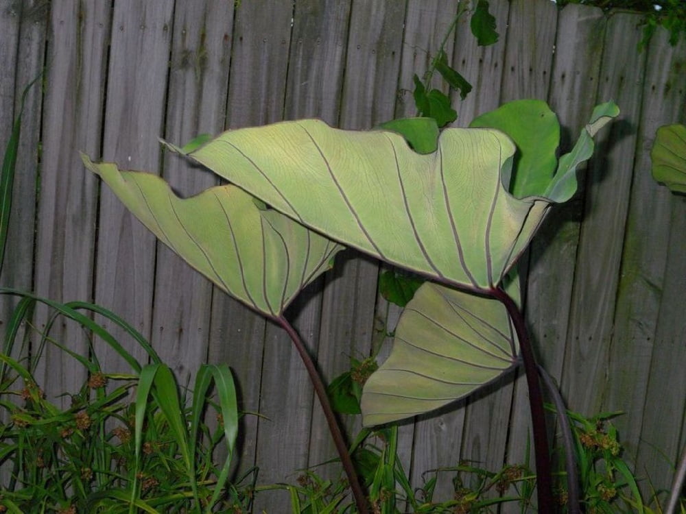Bikini Tini Tropi Cools Elephant Ear Plant Colocasia 4 Pot Walmart Com
