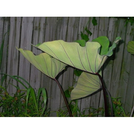 Bikini-Tini Tropi-cools™ Elephant Ear Plant - Colocasia - 4