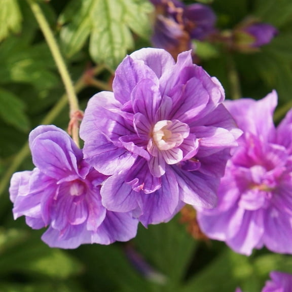 Birch Double Cranesbill Flower Root - Attracts Butterflies and Hummingbirds - Deer Resistant - Naturalizing - Perennializing - Easy to Grow Live Plants - Outdoor Garden