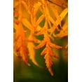 thumbnail image 2 of Berzel, Erin 17x24 Gold Ornate Wood Framed with Double Matting Museum Art Print Titled - Fall Leaves II, 2 of 4