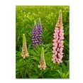 thumbnail image 2 of Trademark Fine Art "Lupine Family" Canvas Art by Michael Blanchette Photography, 2 of 4