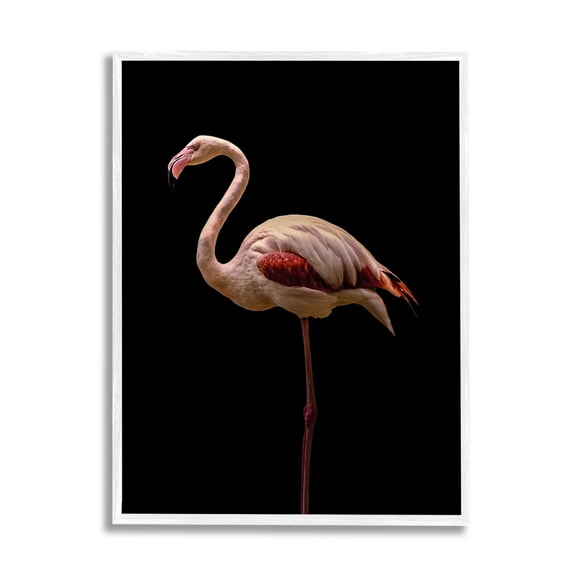 Stupell Industries Striking Pink Flamingo Portrait Detailed Photography , 11 x 14, Design by Incado