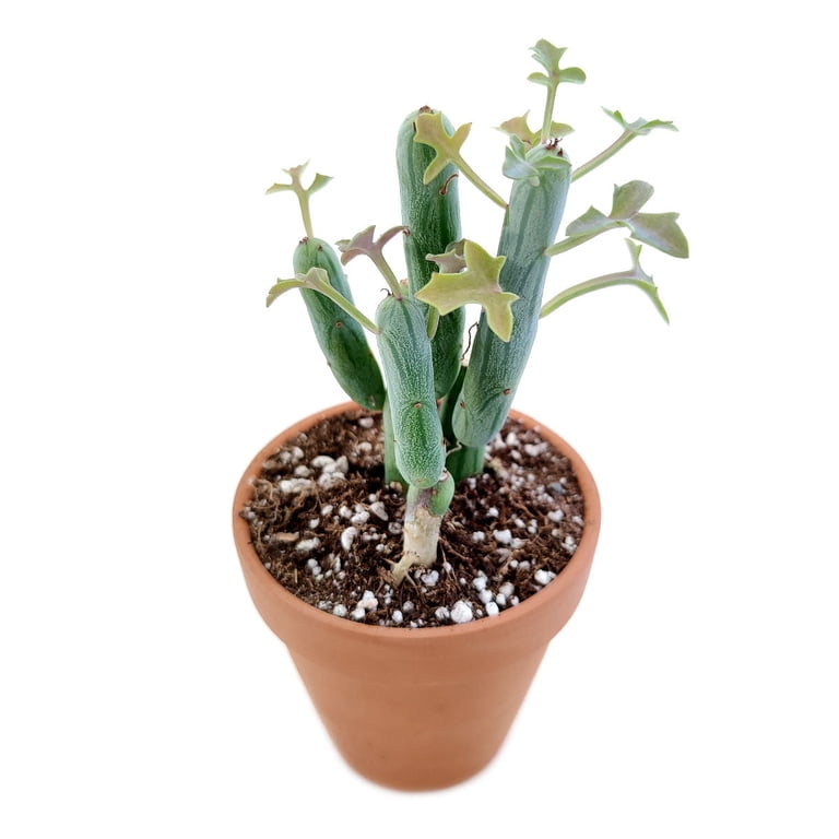Senecio Articulatus Candle Plant - 2 inch + Clay Pot - Walmart.com