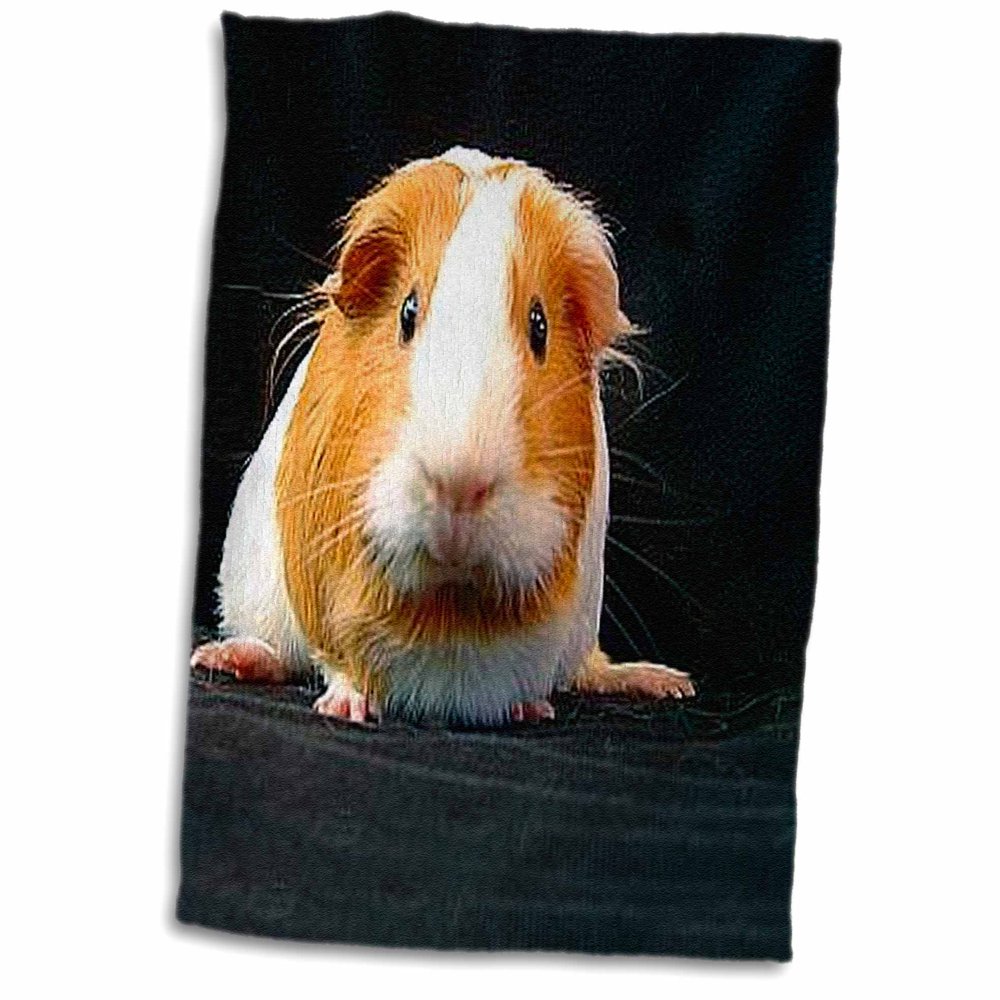 3dRose Guinea Pig Towel, 15 by 22inch
