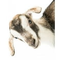 thumbnail image 2 of Baby Goat H)ead Wall Mural Decal by Wallmonkeys Vinyl Peel and Stick Graphic (24 in H x 20 in W), 2 of 4
