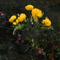 thumbnail image 1 of Luces Solares de Jardín con Forma de Camelia: 7 Capullos de Camelia Realistas con Luces Led Blancas Cálidas | Estacas Metálicas Impermeables | 71 Cm | Amarillo | Ideal para Iluminar Prados, Terrazas, 1 of 6