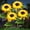 Yellow Single Head, variant on OriginalSourcing 2 Pcs Sunflower Solar Outdoor Lights Garden Stake Lights, Waterproof LED Solar Powered Lights for Patio Lawn Garden Yard Pathway Decoration