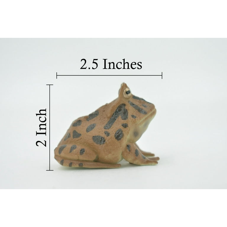 Realistic Frog & Toad Figurines - Educational Animal Toys For Kids Science Learning