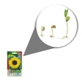 thumbnail image 2 of Semillas Girasol Gigante Vita, 2 of 5