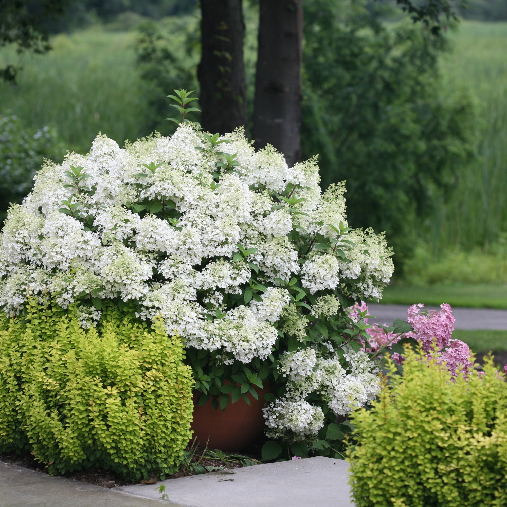Proven Winners ColorChoice 5" White Bobo Panicle Hydrangea Live Plant in 4.5" Pot (4 Count)