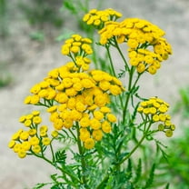Outsidepride Tansy Herb - 10000 Seeds