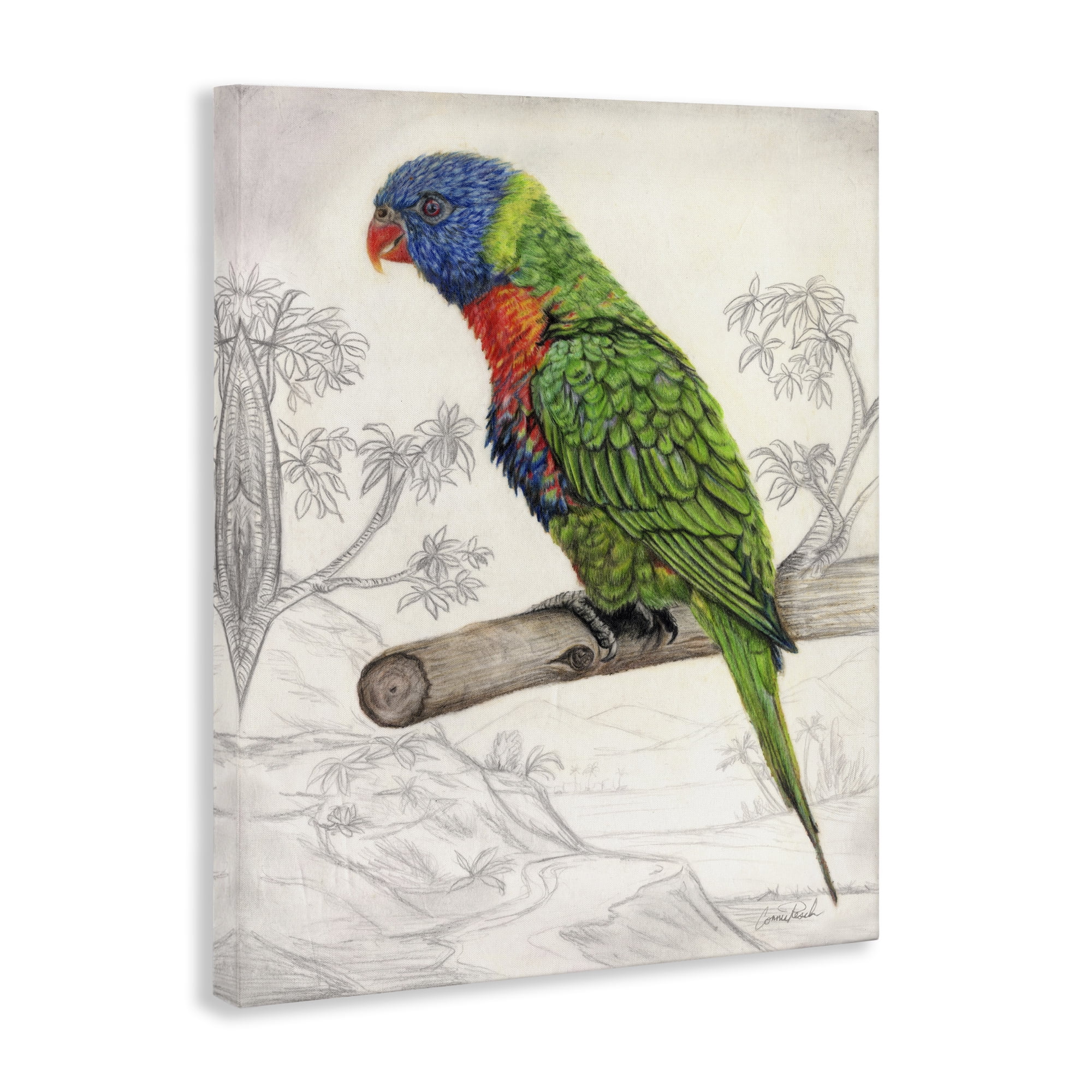 Stupell Industries Lorikeet Sketched Nature Animals & Insects Painting Gallery Wrapped Canvas Art Print Wall Art, 30 x 40