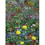 Burpee Hummingbird & Butterfly Mix Wildflower Seeds – Non-GMO, Attracts Pollinators, Annual & Perennial Flowers