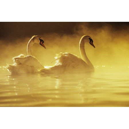 Pair Of African Swans Swimming In Misty Waters Soft Yellow Lighting Canvas Art - Brent Black  Design Pics (17 x (Best Of Brent Everett)