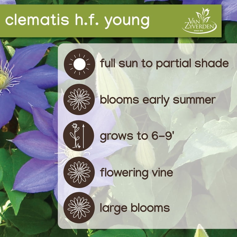 Expert Gardener Clematis HF Young Dormant Bare Root Purple