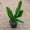 1 Plant, variant on Superbum Anthurium - Live Starter Plant in a 2 Inch Growers Pot - Anthurium - Tropical Elegance Low Maintenance Indoor Houseplant