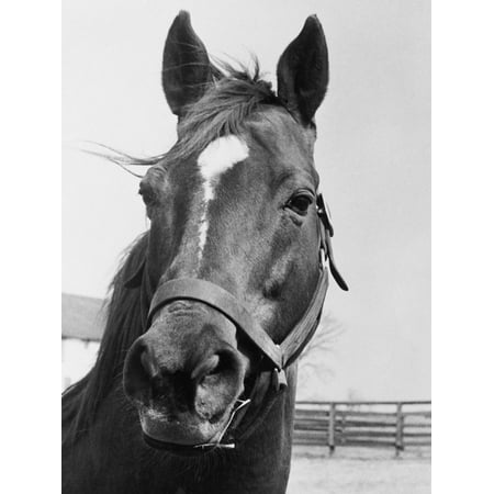 Man O' War Relaxing on His Farm Horse Black and White Photography Print Wall Art By