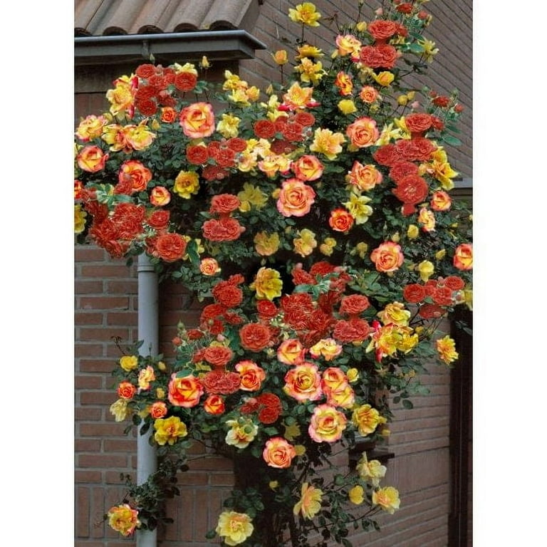 sprayer for garden Garden Sprayer