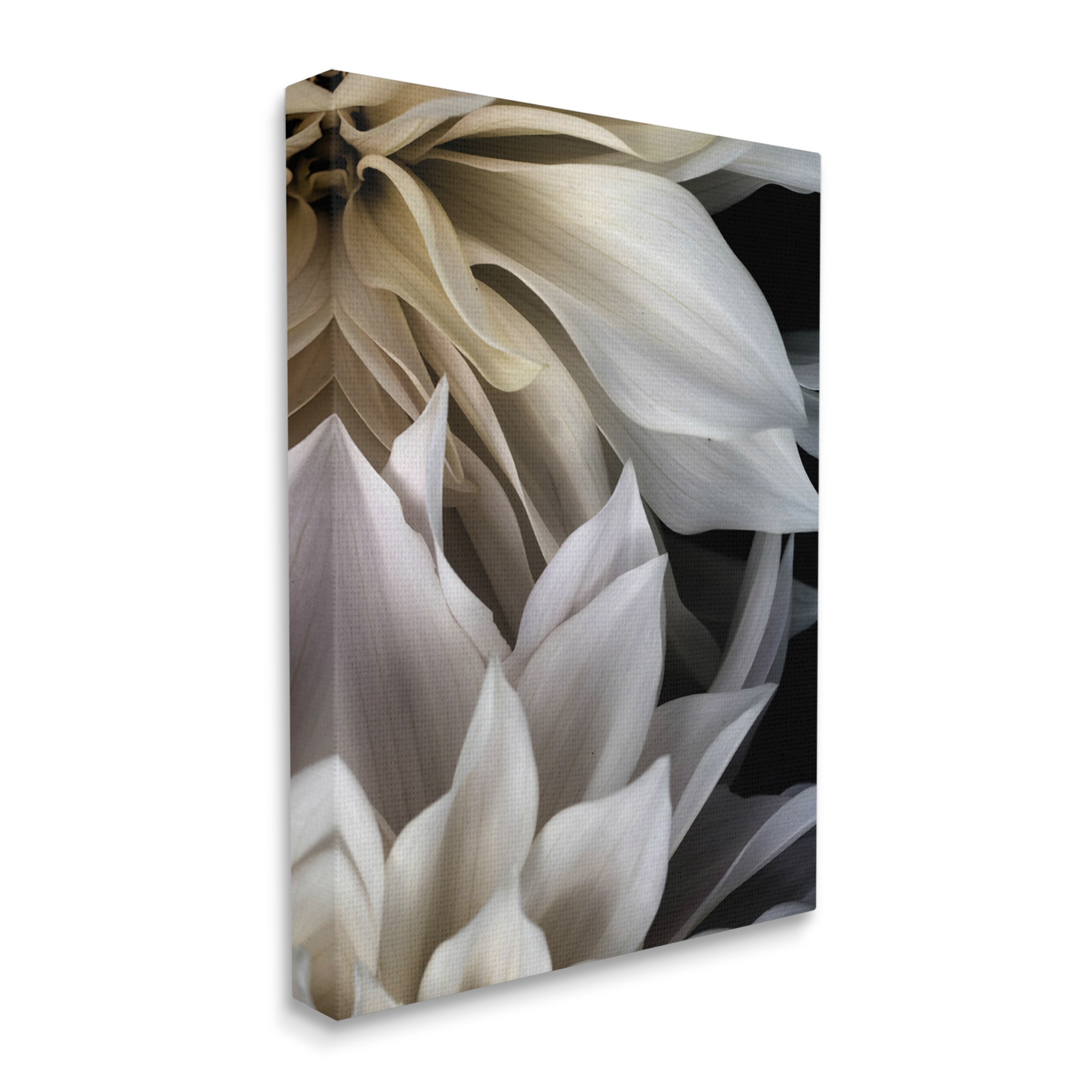 Stupell Industries Grey Dahlia Petals Botanical & Floral Photography Gallery Wrapped Canvas Print Wall Art, 30 x 40