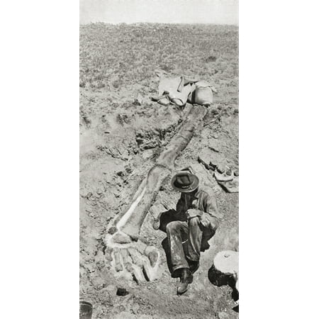 Long Magazine - First Discovery Of The Long Hind Leg Of The Dinosaur Diplodocus By Henry Fairfield Osborn In 1898 At Bone Cabin QuarryNear Medecine Bow Wyoming America From The Century Illustrated Monthly Magazine Ma