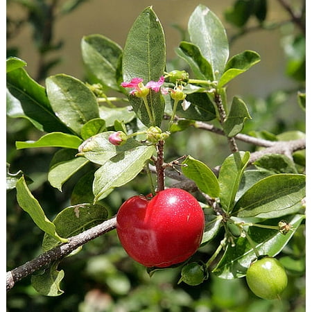 Barbados Cherry Plant - Malpighia punicfolia - Acerola - Indoors/Out - 6