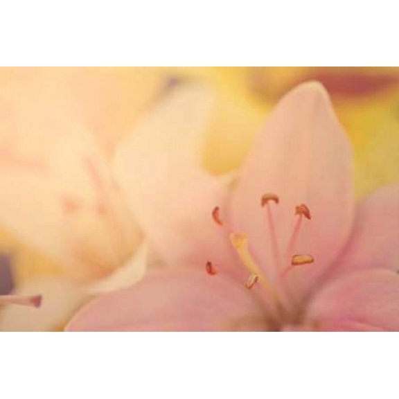 Pink Lilies Canvas Art - Roberta Murray (12 x 18)