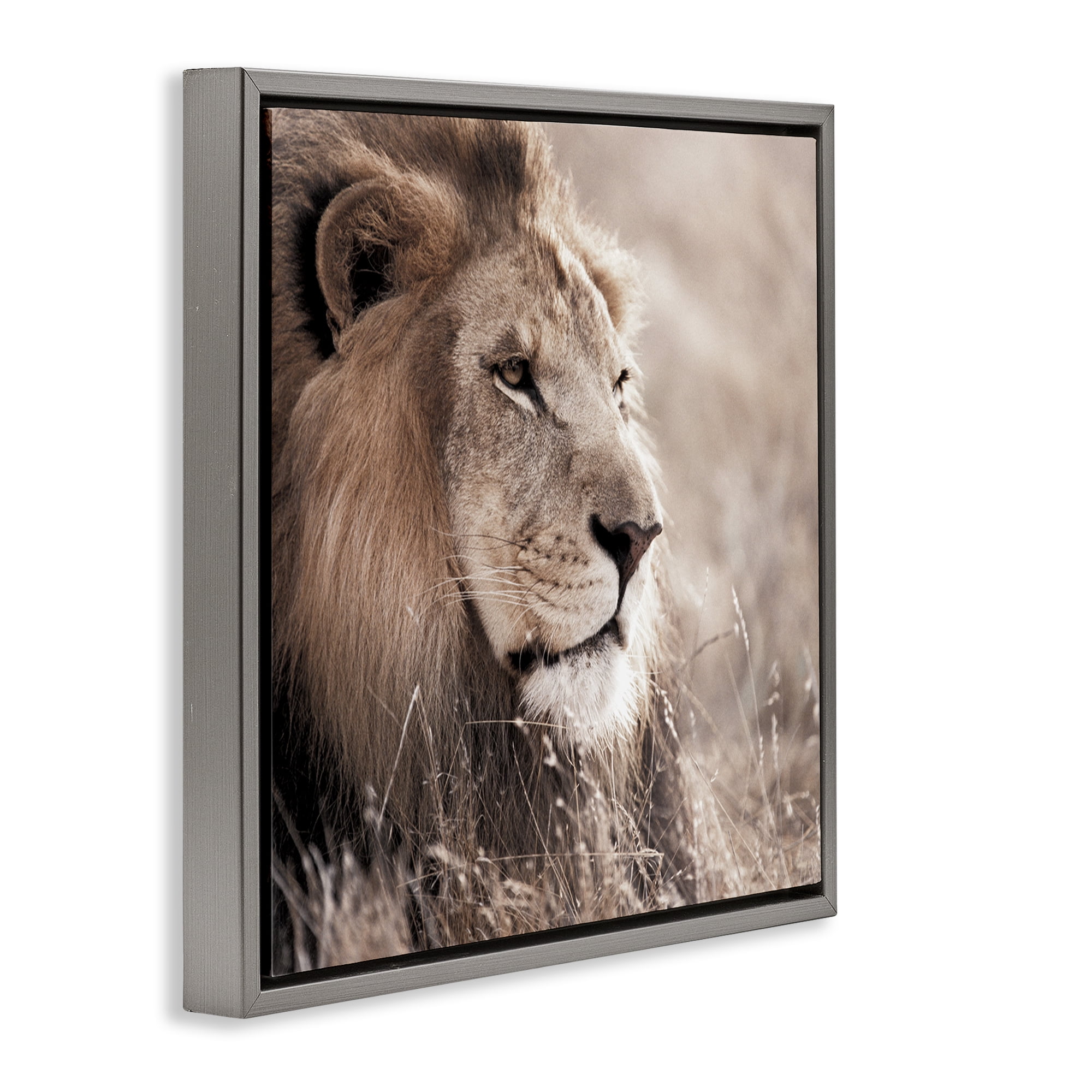 Stupell Industries Strong Gazing Lion Animals & Insects Photography Gray Floater Framed Canvas Art Print Wall Art, 18 x 18