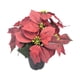 thumbnail image 3 of Planta de Pascua artificial navideña con flores artificiales en maceta decorativa navideña 9 cabezas, 3 of 9