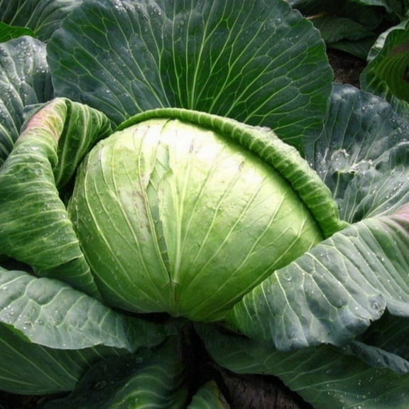 TomorrowSeeds - Late Flat Dutch Cabbage Seeds - 1000  Count - For 2026 Planting Dutchhead Cold Hardy