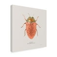 thumbnail image 2 of Trademark Fine Art 'Adorning Coleoptera V Sq Camelia' Canvas Art by James Wiens, 2 of 3