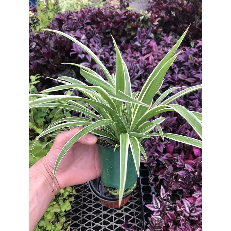 Spider Plant ~ Airplane Spider Plant ~ Variegated Spider Plant Great for  air Purification ~ Live Plant for Office and Home Decor