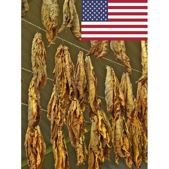 1000 Gold Leaf 939 Tobacco Seeds ~ Bright Leaf Nicotiana Tabacum ~ Good Yields!