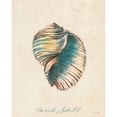 thumbnail image 3 of Loreth, Lanie 15x18 Black Modern Framed Museum Art Print Titled - Conch Shell, 3 of 5