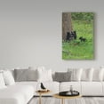 thumbnail image 3 of Trademark Fine Art '3 Black Bear Cubs' Canvas Art by Galloimages Online, 3 of 3