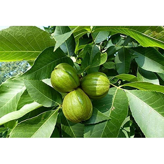 2 Shagbark Hickory Tree Seedlings to Plant