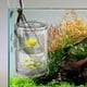 thumbnail image 4 of Fish Breeder Box, Acrylic Transparent Incubator, Secure Suction Cup, Ideal for Betta, Shrimp, 4 of 5