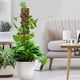 thumbnail image 4 of Naiovety La planta en conserva interior del ABS pega la ayuda única para el musgo fácil poste del crecimiento para las plantas Jardín y Patio Juego de 6 piezas, 4 of 6