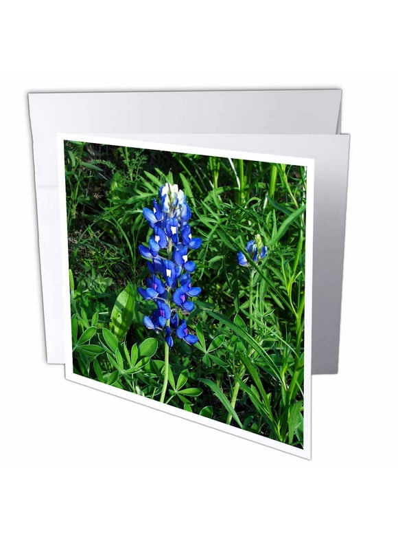 3dRose Bluebonnet, Greeting Cards, 6 x 6 inches, set of 12
