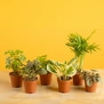 thumbnail image 3 of Costa Farms 4" Tiny Plants Assorted Live House Plants in 4" Grower Pot (6 Count), 3 of 10