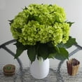 thumbnail image 5 of Hydrangeas - 20 Stems of Mini Green Mojito, Farm Direct, Farm Direct Fresh Cut Flowers by Bloomingmore, 5 of 8
