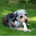 thumbnail image 6 of Perfect Pet Chews - Elk Antler Chew For Dogs - Small Treat - 5-Count, 6 of 7