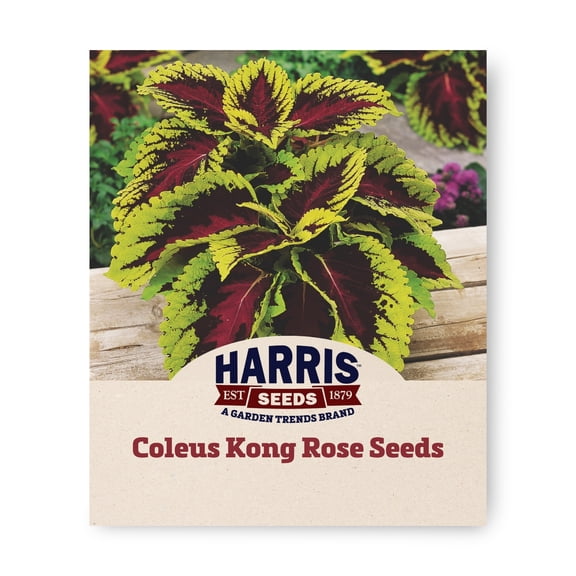 Harris Seeds Kong Rose Coleus, Rose Red and Green Foliage Plants for Containers and Garden Beds, 100 Count