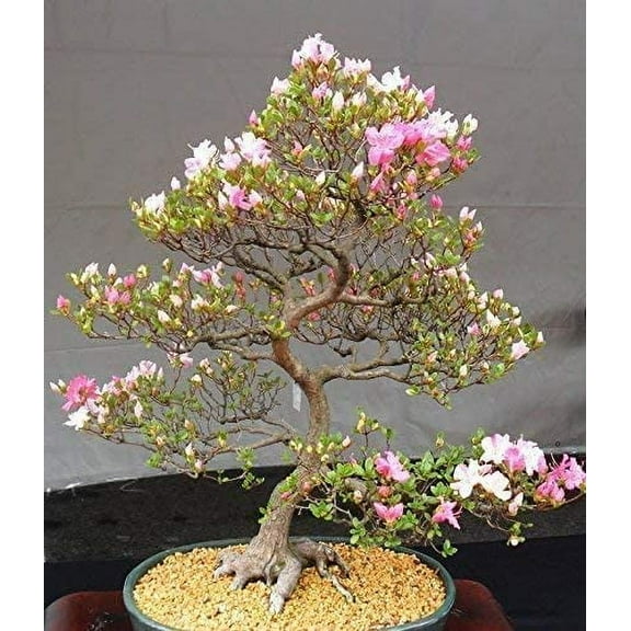 10 Japanese Cherry Blossom Bonsai Seeds - Flowering Sakura Bonsai Seeds