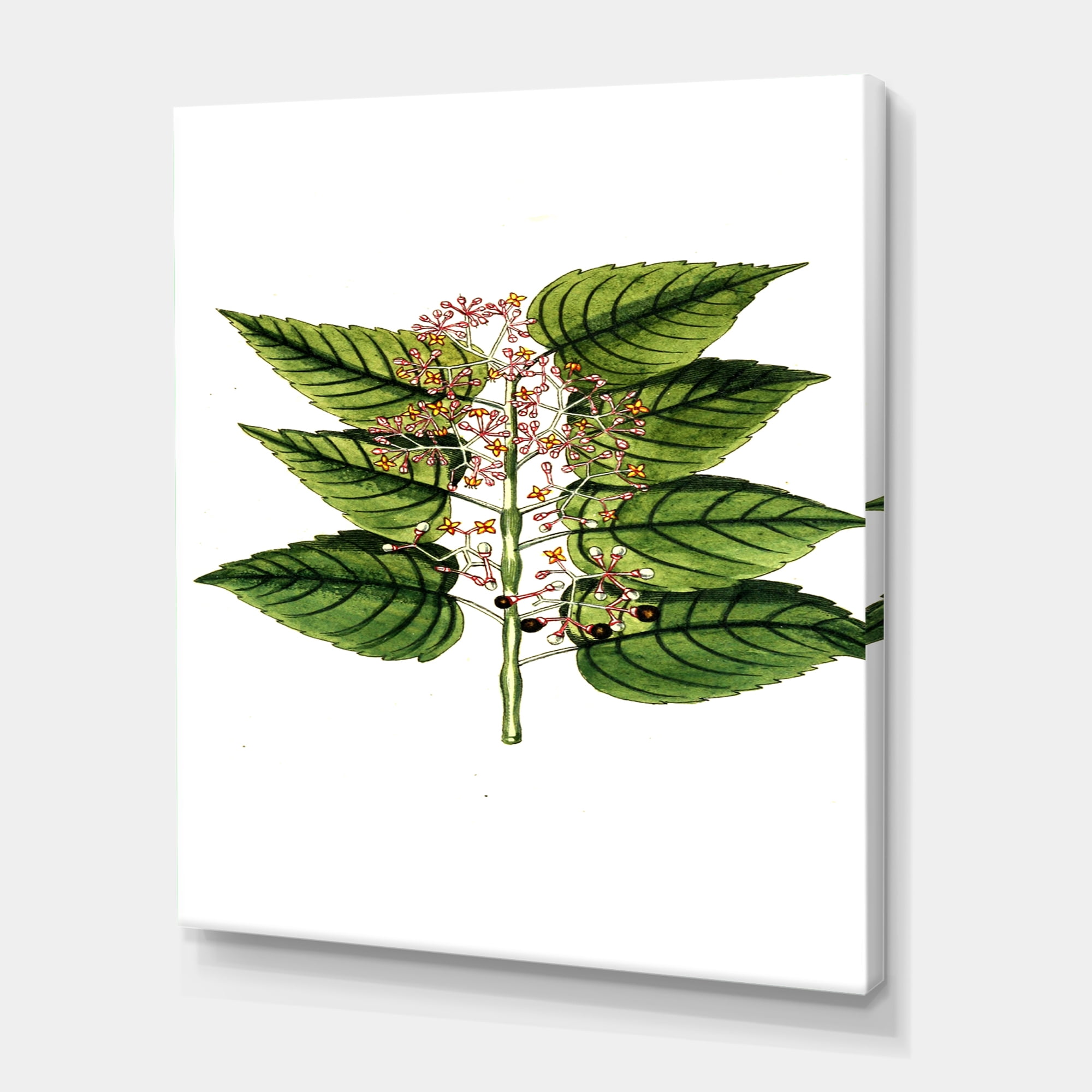 Designart ' Ancient Plant Life XXVI ' Traditional Canvas Wall Art Print