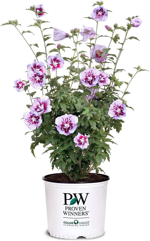Proven Winners ColorChoice Purple Pillar Hibiscus Live Shrub (2 Gallon)