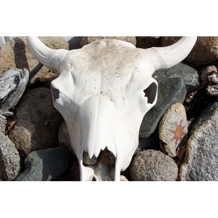 Framed Art for Your Wall Skull Bleached Bones Steer Skull Cow Skull Horns 10x13 (Best Way To Bleach A Skull)