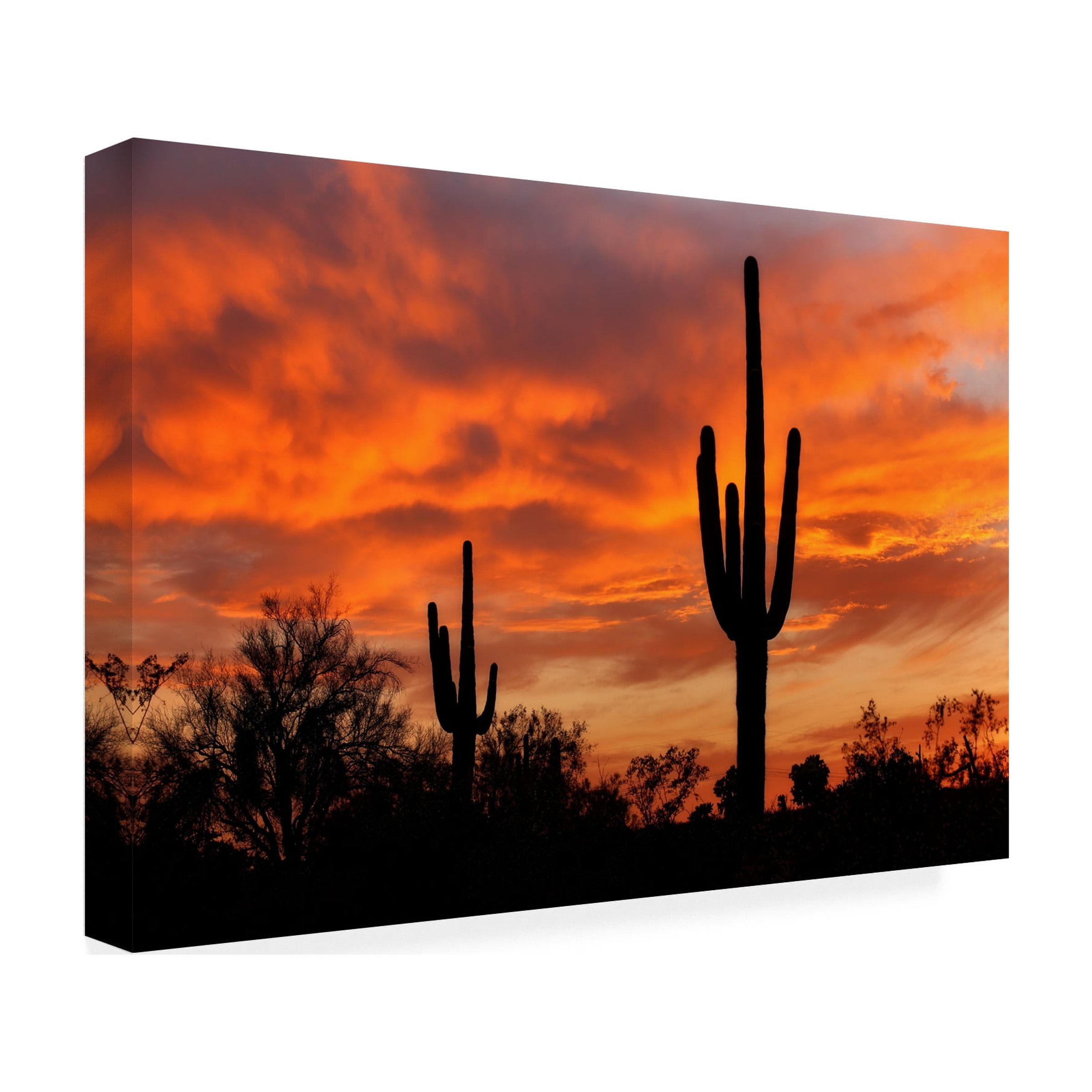 Mike Jones Photo 'Saguaros Amazing Sunset 5' Canvas Art