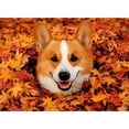 thumbnail image 1 of Taladro de diamante para pintura (DE5469) Art Full DIY 5D Round Kit Picture (TWW005 Akita Dog) 40x50cm Hugtrwg Para estrenar, 1 of 1